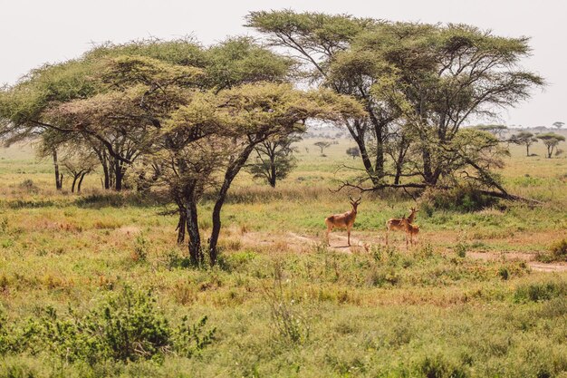 Photo antelopes grazing on field