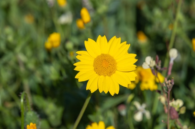 Anthemis tinctoria cota tinctoria of gouden margriet gele kamille bloemen