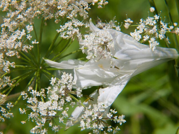 Anthericum liliagovalais швейцарский