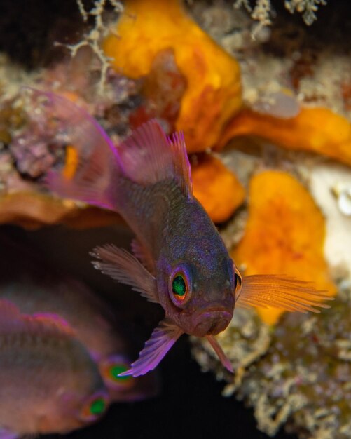 Foto anthias anthias