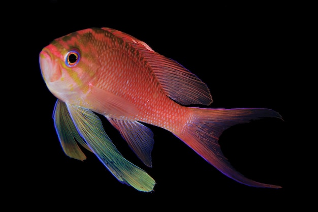 Anthias in Medes Islands