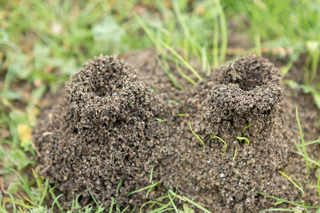 Anthill on a background of fresh greenery. Details of the wild life of ants.