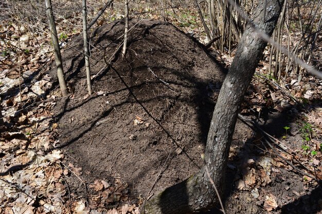 anthill in the forest isolated with tree trunks