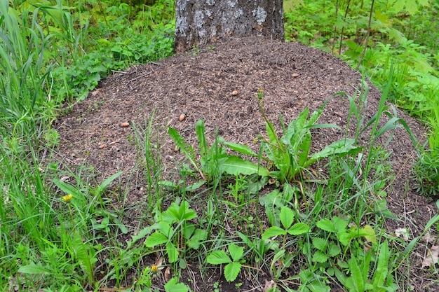 anthill in the forest near tree trunk, close-up