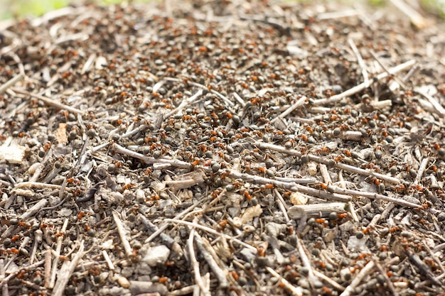 Anthill macro image insect close up blurred background