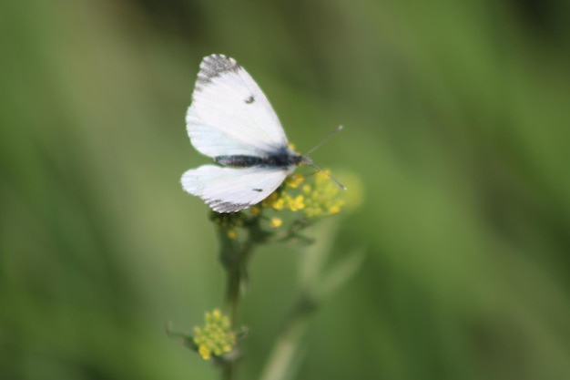 Anthocharis cardamines с оранжевым кончиком - бабочка из семейства Pieridae.