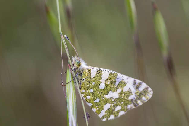 anthocharis cardamines