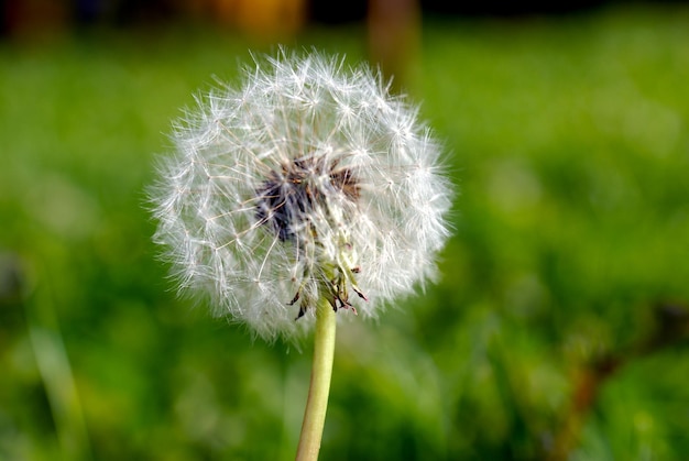 Anthodium van een paardenbloem