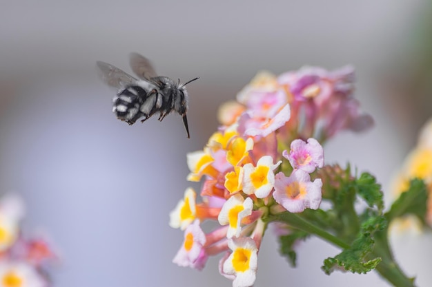 Anthophora Orotavae bee pollinating a lantana camara flower Tenerife Canary islands