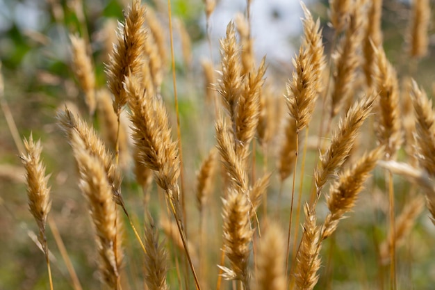 Anthoxanthum odoratum golden spikelets in a summer field