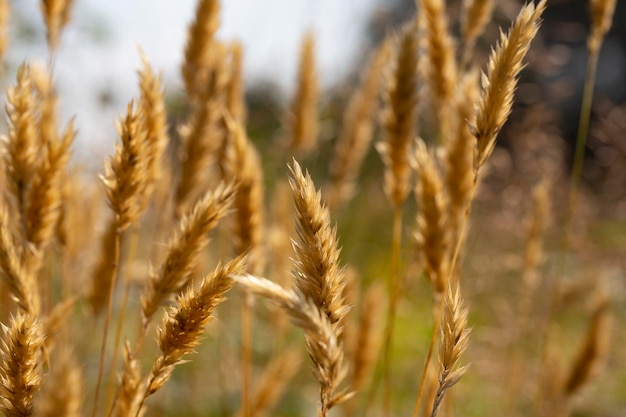 Anthoxanthum odoratum gouden aartjes in een zomerveld