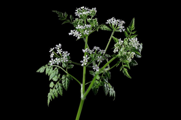 Anthriscus cerefolium Perifollo studio photo brucnch isolated on black background