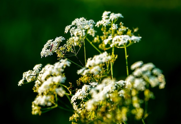 안트리스쿠스 실베스트리스 (Anthriscus sylvestris) 들판 꽃의 식물 사진