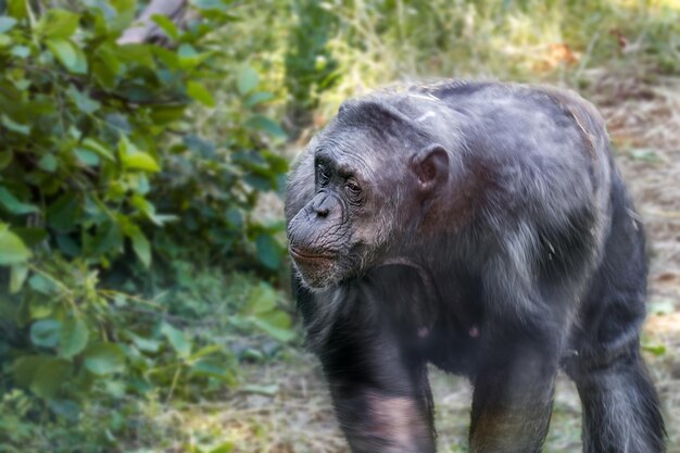 Anthropoid ape of a chimpanzee