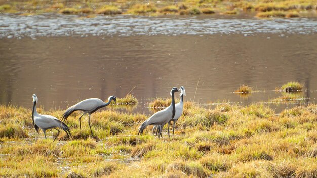 Foto anthropoides virgo demoiselle crane grus virgo un'immagine morbida e sfocata delle gru dell'asia orientale