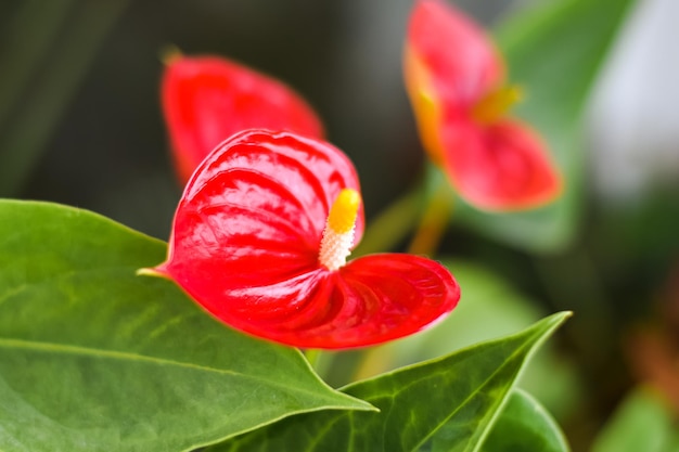 Anthurium andreanum Anthurium is een groenblijvende plant van de Aroid-familie Binnen licht giftige plant Horizontale foto