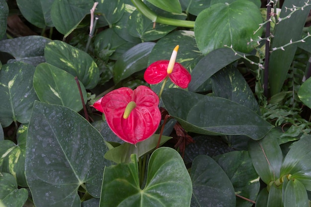 Anthurium beautiful flower in nature