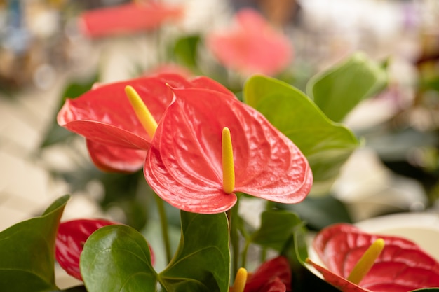 Anthurium bloem close-up.