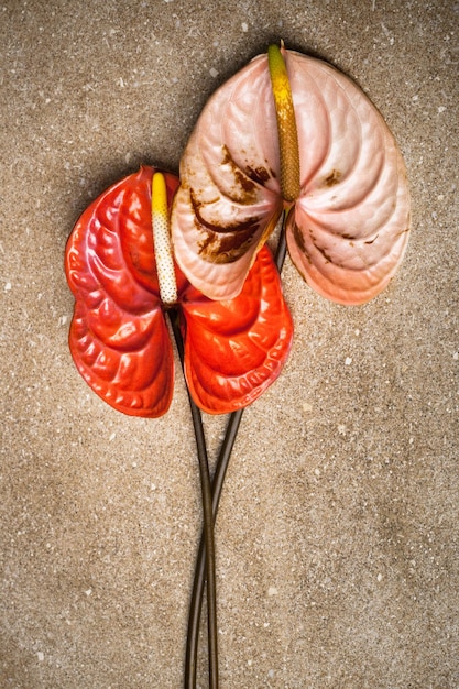 Foto anthurium su marmo marrone