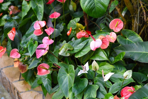 Anthurium Cavalli 꽃을 닫습니다.