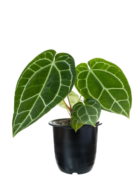 안투리움 클라리네르비움 식물 이국적인 심장은 클리핑 패스를 사용하여 흰색으로 격리된 검은 냄비에 장식 집 식물을 남깁니다.