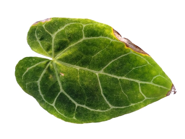 Лист антуриума кристаллического изолирован на белом фоне Зеленые листья на белом фоне