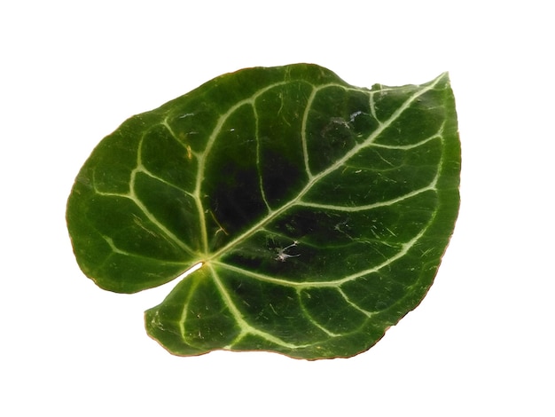 Лист антуриума кристаллического изолирован на белом фоне Зеленые листья на белом фоне