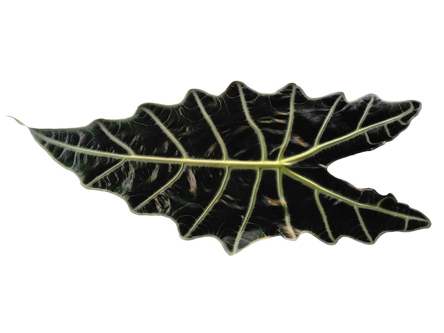 Листья Anthurium crystallinum или лист алоказии изолированы на белом фоне
