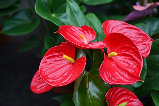 L'anthurium è un fiore rosso a forma di cuore le foglie verde scuro come sfondo formano i fiori