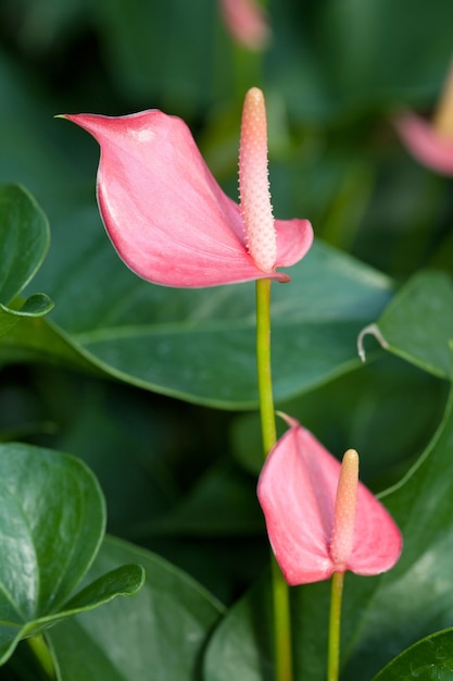 Anthurium 'sonate'(플라밍고 백합)