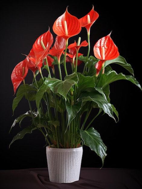 Photo anthurium studio shot isolated on clear background generative ai