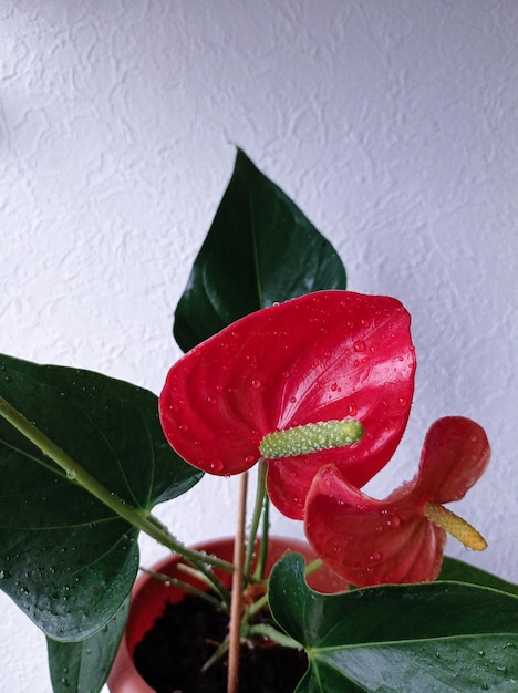 白地に赤い花を持つアンスリウム 鉢植えの観葉植物