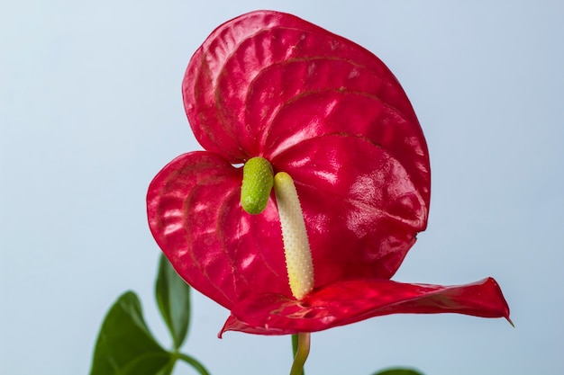 Anthurium. zelfbestuiving. het concept van liefde. mannelijk en vrouwelijk.