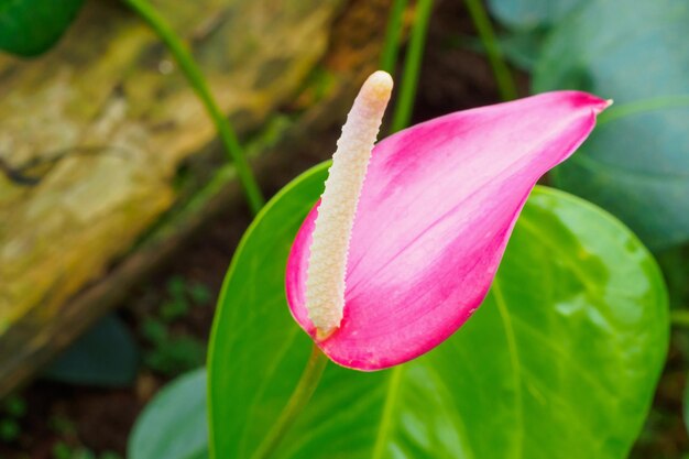 Anthuriumbloemen op tropische tuinachtergrond