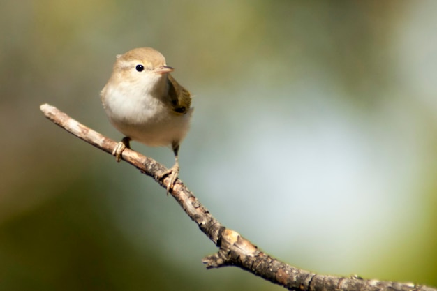 Anthus campestris - The country pipit is a species of passerine bird in the Motacillidae