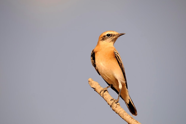 Anthus campestris - Motacillidae 가족의 참새