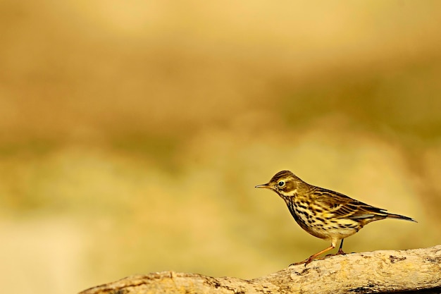 Photo anthus pratensis  the grass pipit or common pipit a passerine bird of the motacillidae family