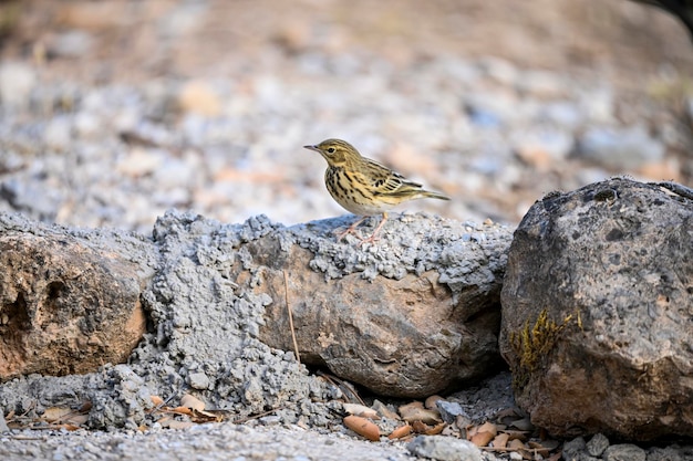 Photo anthus trivialis or tree pipit is a species of passerine bird in the motacillidae family