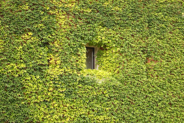 Antieke bakstenen gevel bedekt met groene klimop met raam