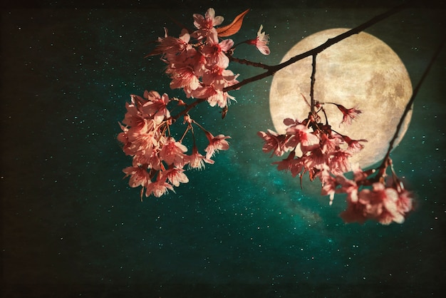 Antieke en vintage stijl foto - Mooie roze kersenbloesem (Sakura bloemen) in de nacht van de lucht met volle maan en melkachtige manier sterren.