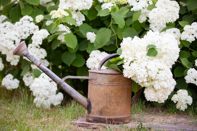 Antieke metalen gieter op een achtergrond van witte hortensia bloemen