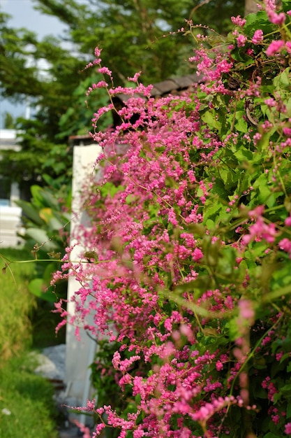 Antigonon leptopus королевы коралловых лоз венок в саду Розовый цветок и карабкающаяся лоза