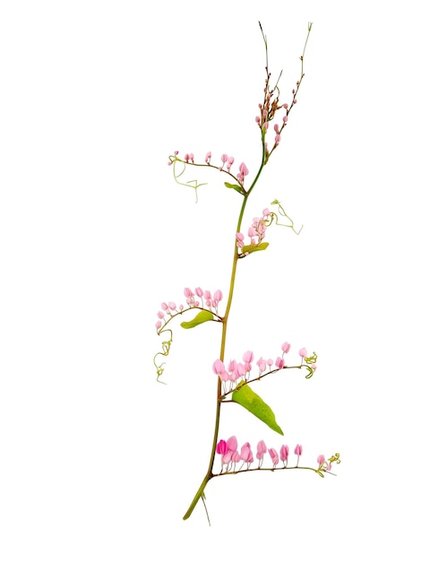 Antigonon leptopus pink - это вид многолетней лозы семейства гречишных, широко известный как букет коралловой лозы королевы, изолированный белый