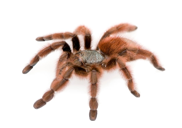 Antilles pinktoe tarantula, Avicularia metallica isolated