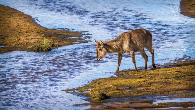 Foto antilope die aan de oever van een meer staat