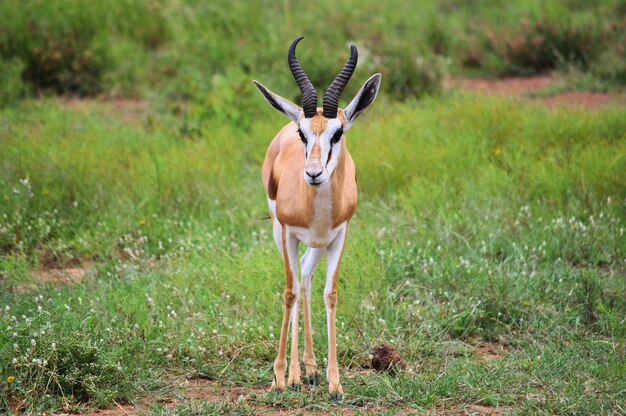 Foto antilope die op het veld staat