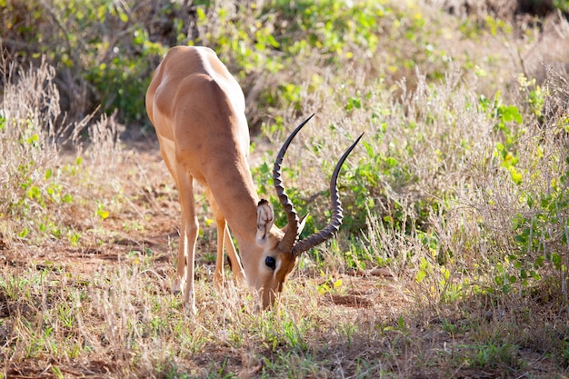 Antilope eet gras in het landschap van Kenia
