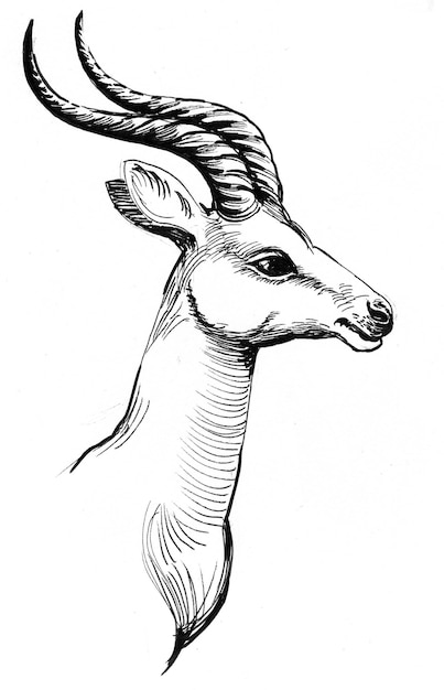 Antilope hoofd. Inkt zwart-wit tekening