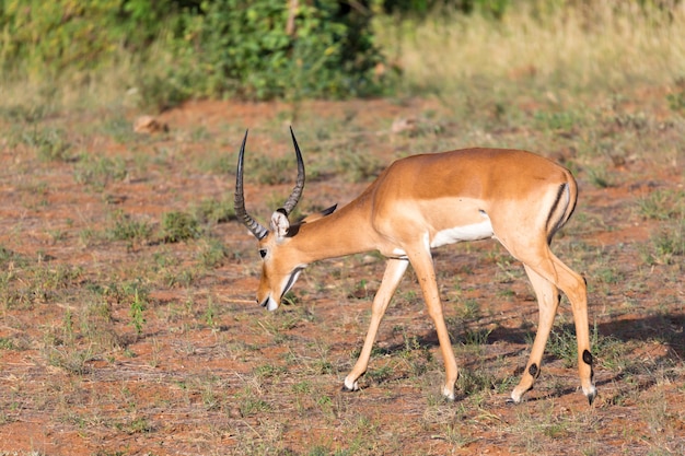 Antilope midden in de savanne van Kenia