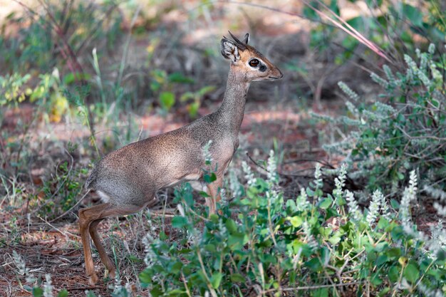 Antilope midden in de savanne van Kenia